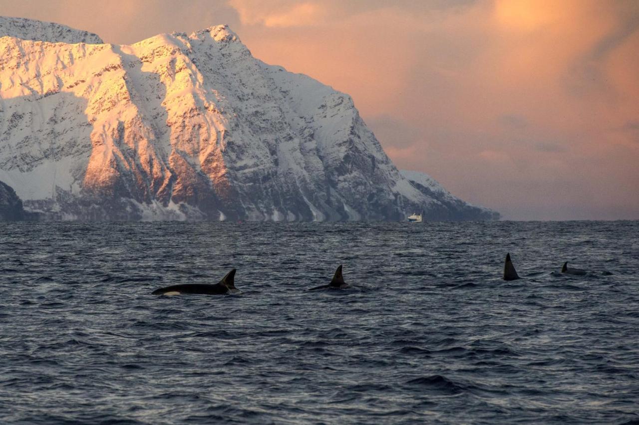 Aurora Glamping By The Whales Hotel Skjervoy Buitenkant foto